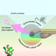 How a zebrafish larva sees